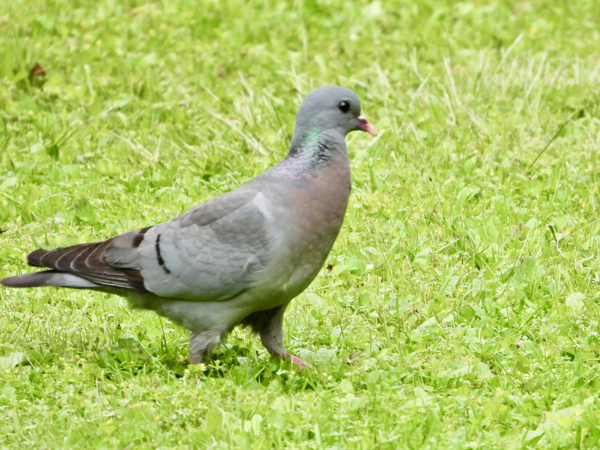 Pigeon colombin - ML619837638