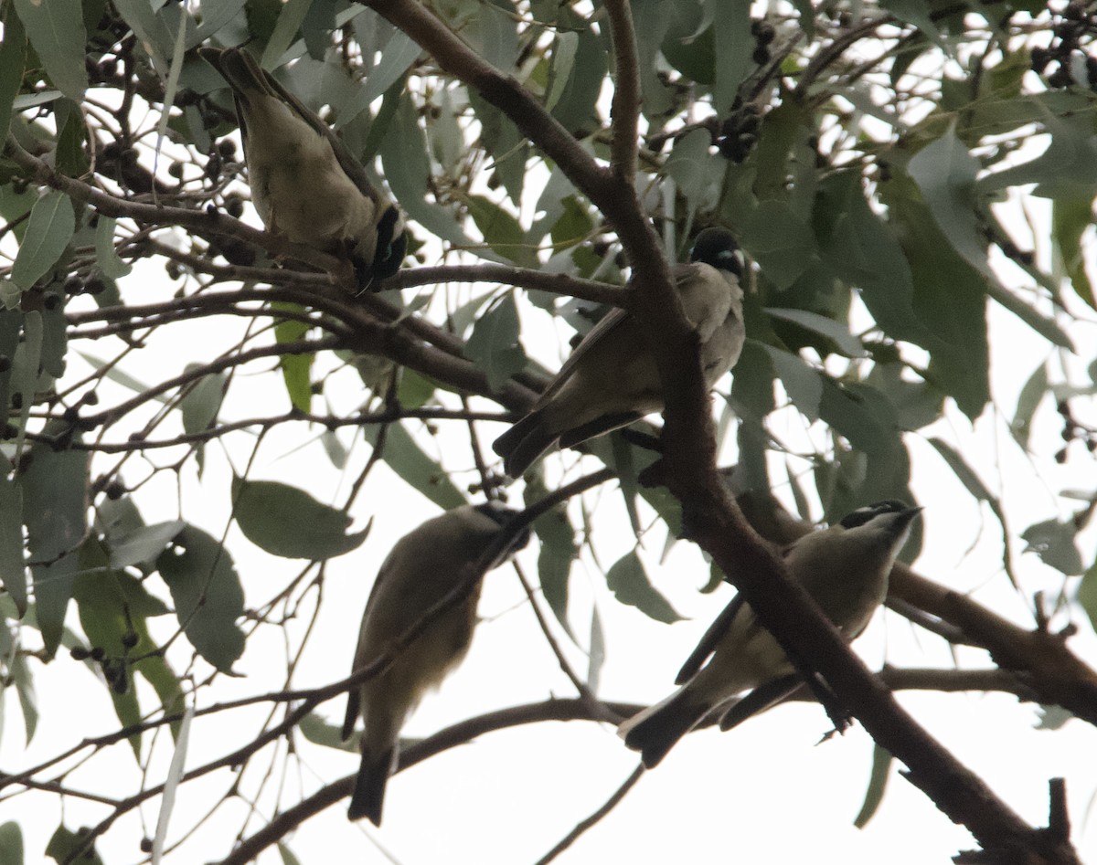 Black-chinned Honeyeater - ML619837660