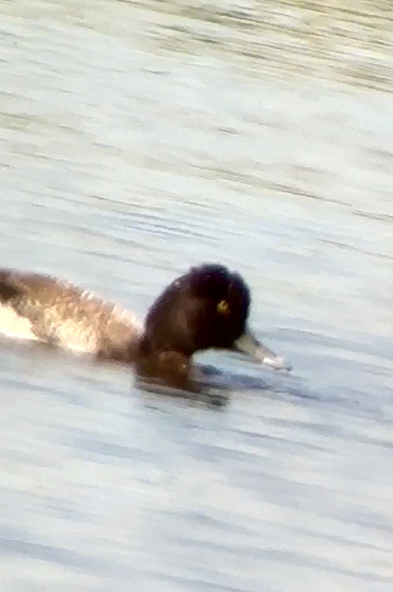 Greater Scaup - ML619837662