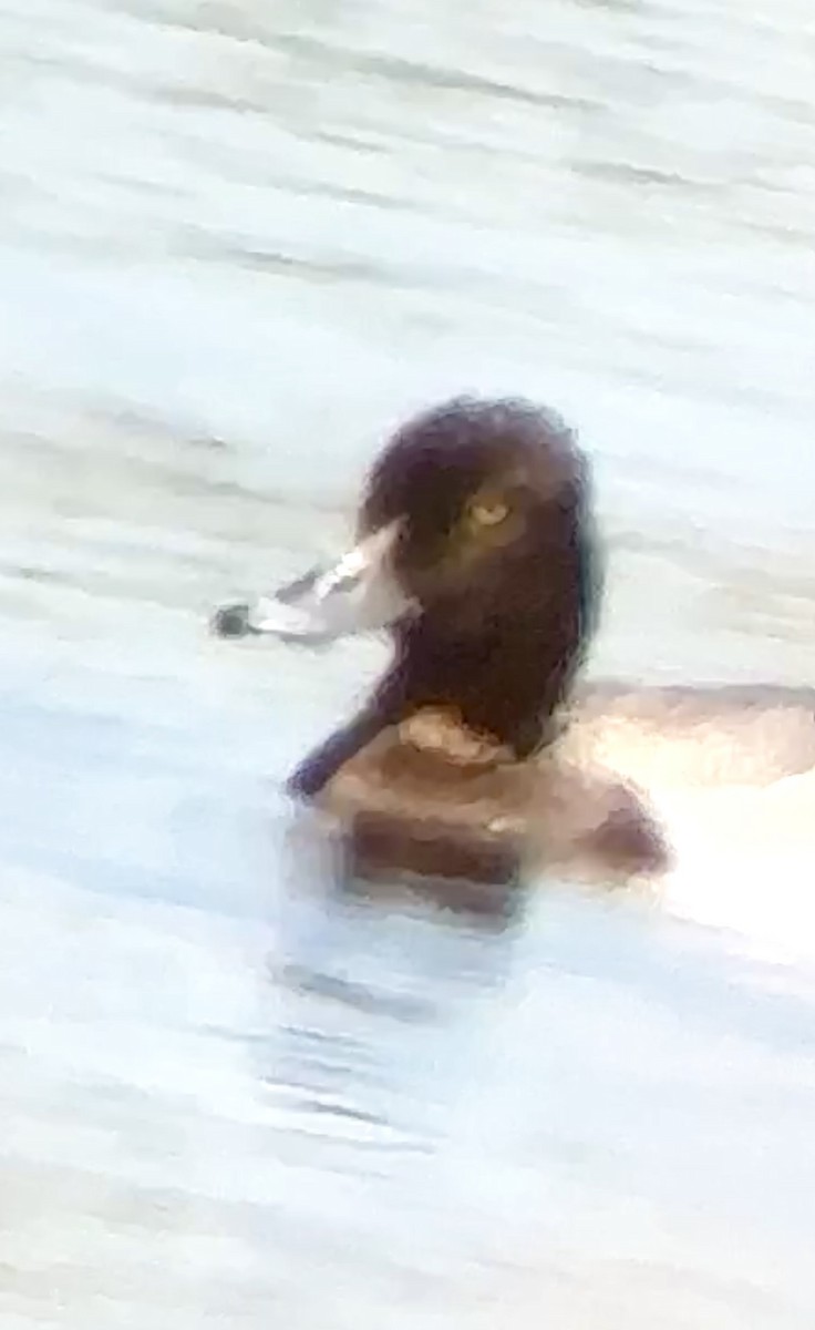 Greater Scaup - ML619837663
