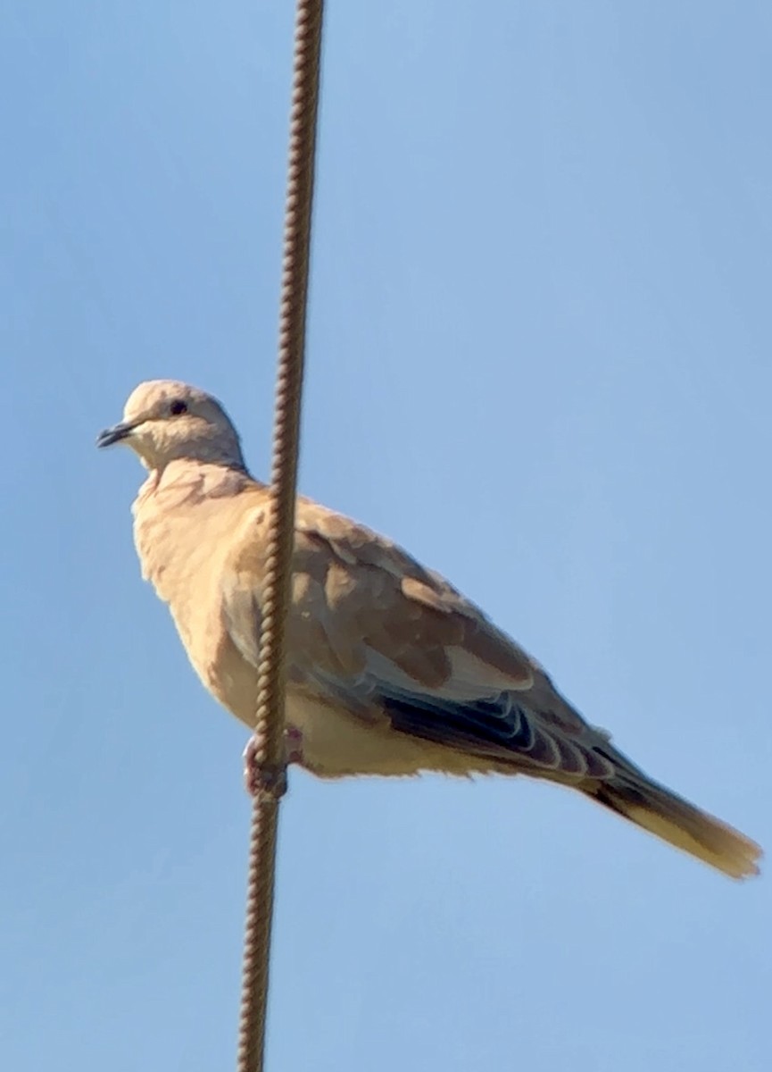 Eurasian Collared-Dove - ML619837669
