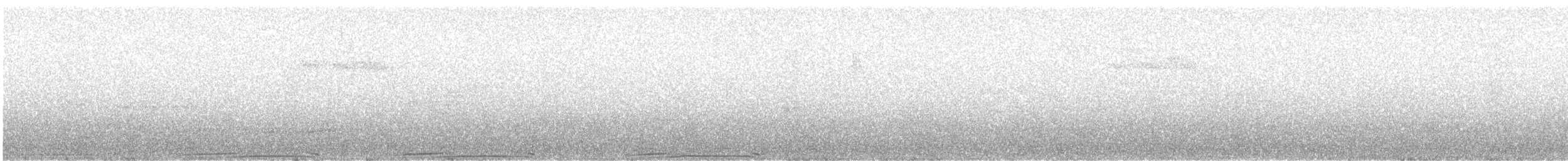 holub skalní (domácí) - ML619837672