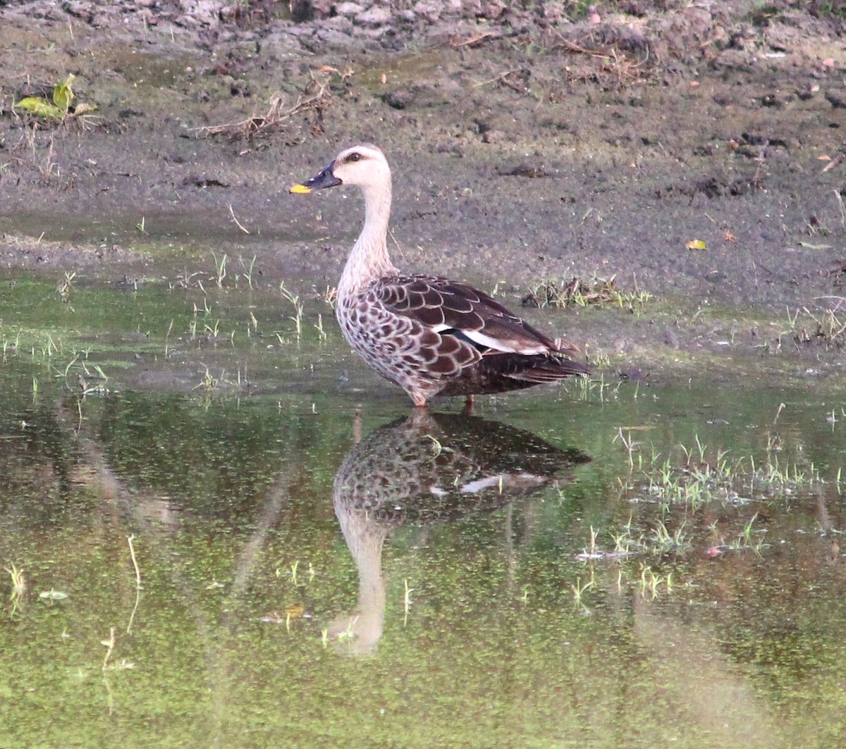 Indian Spot-billed Duck - ML619837677