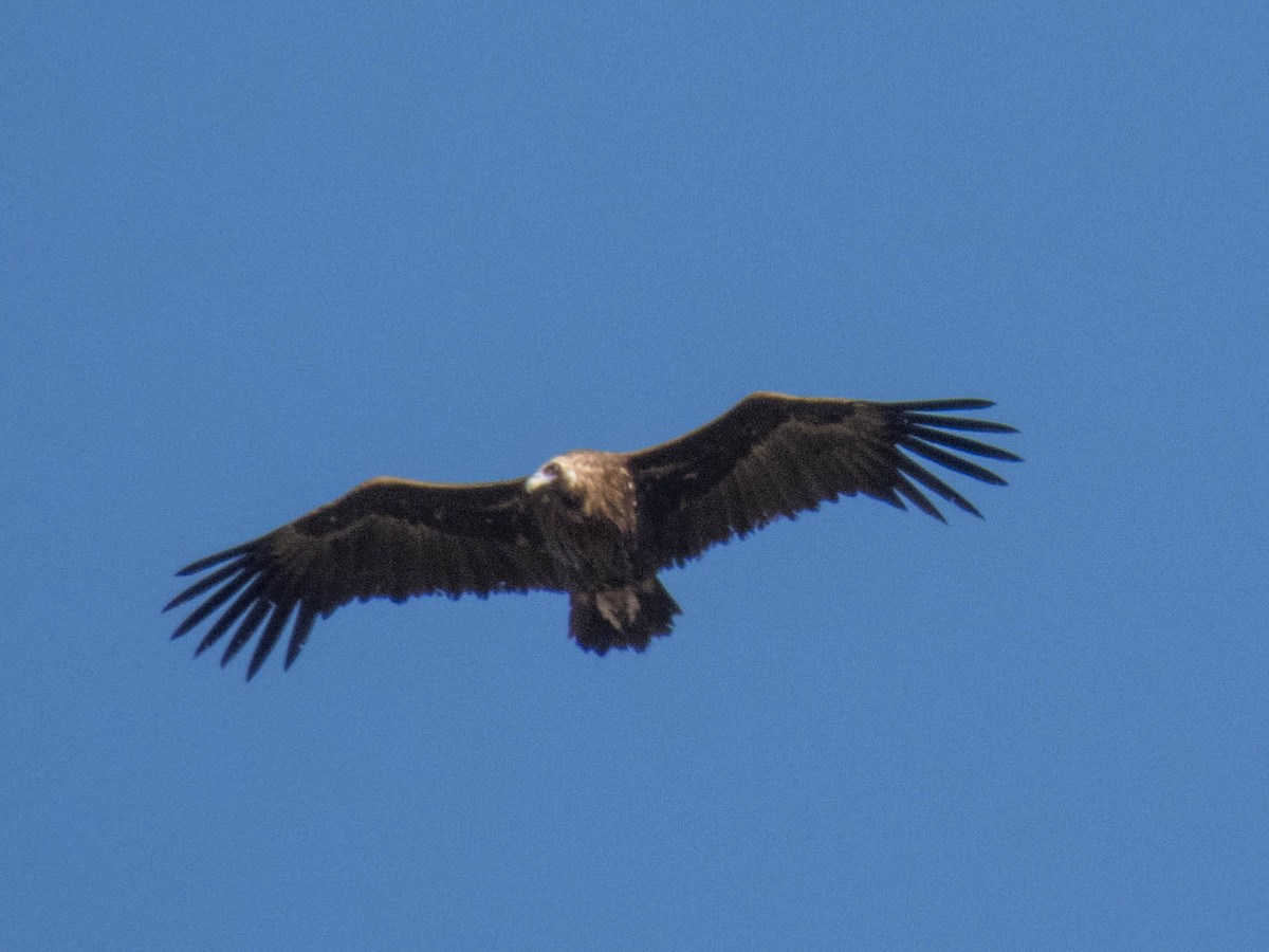 Cinereous Vulture - ML619837689