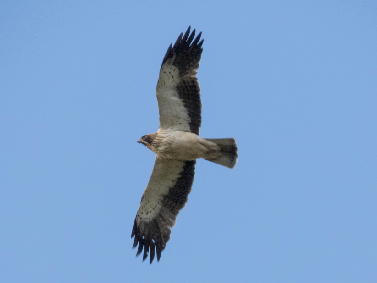 Águila Calzada - ML619837691