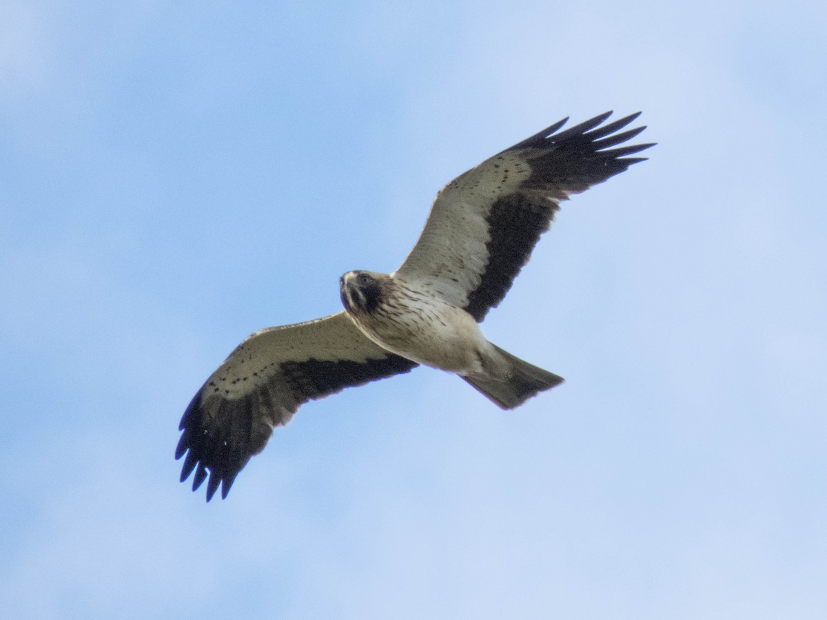 Águila Calzada - ML619837692