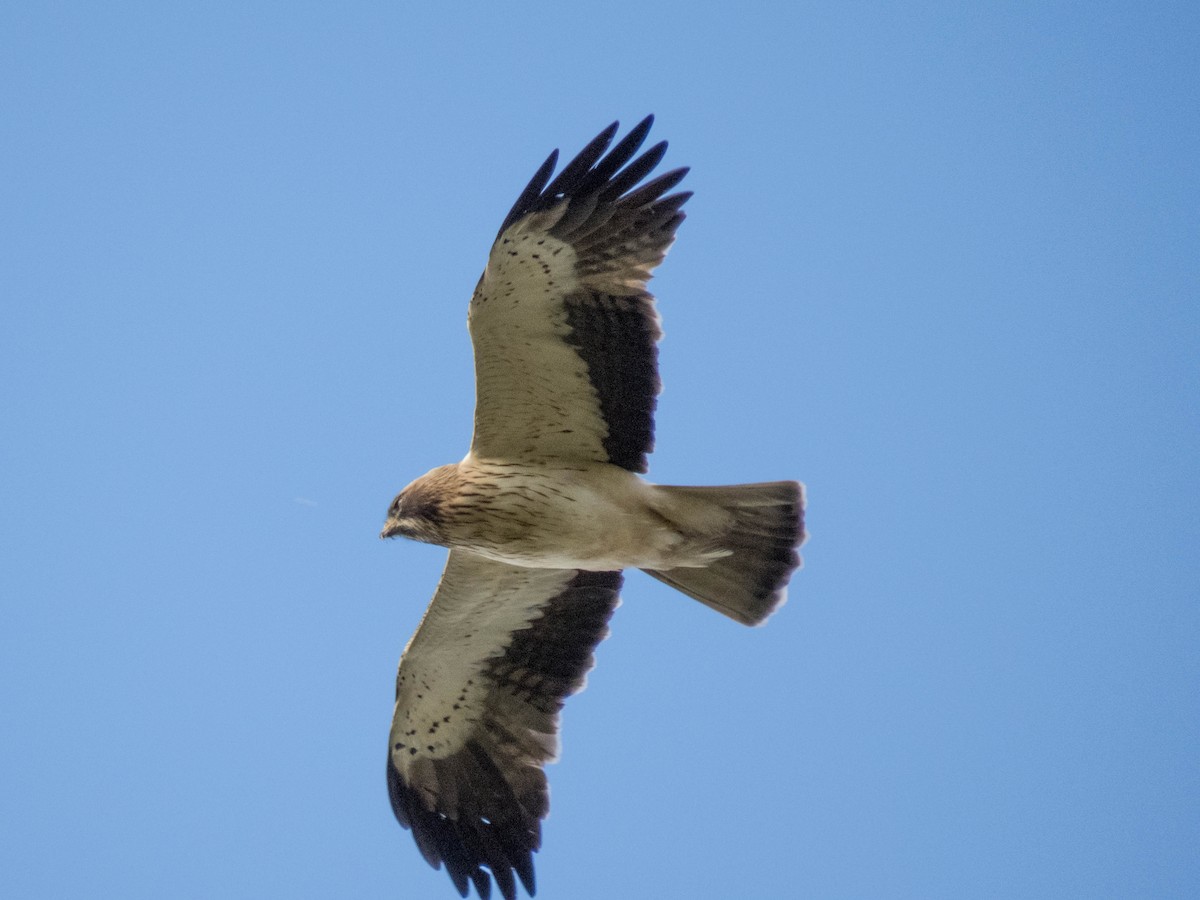 Águila Calzada - ML619837693