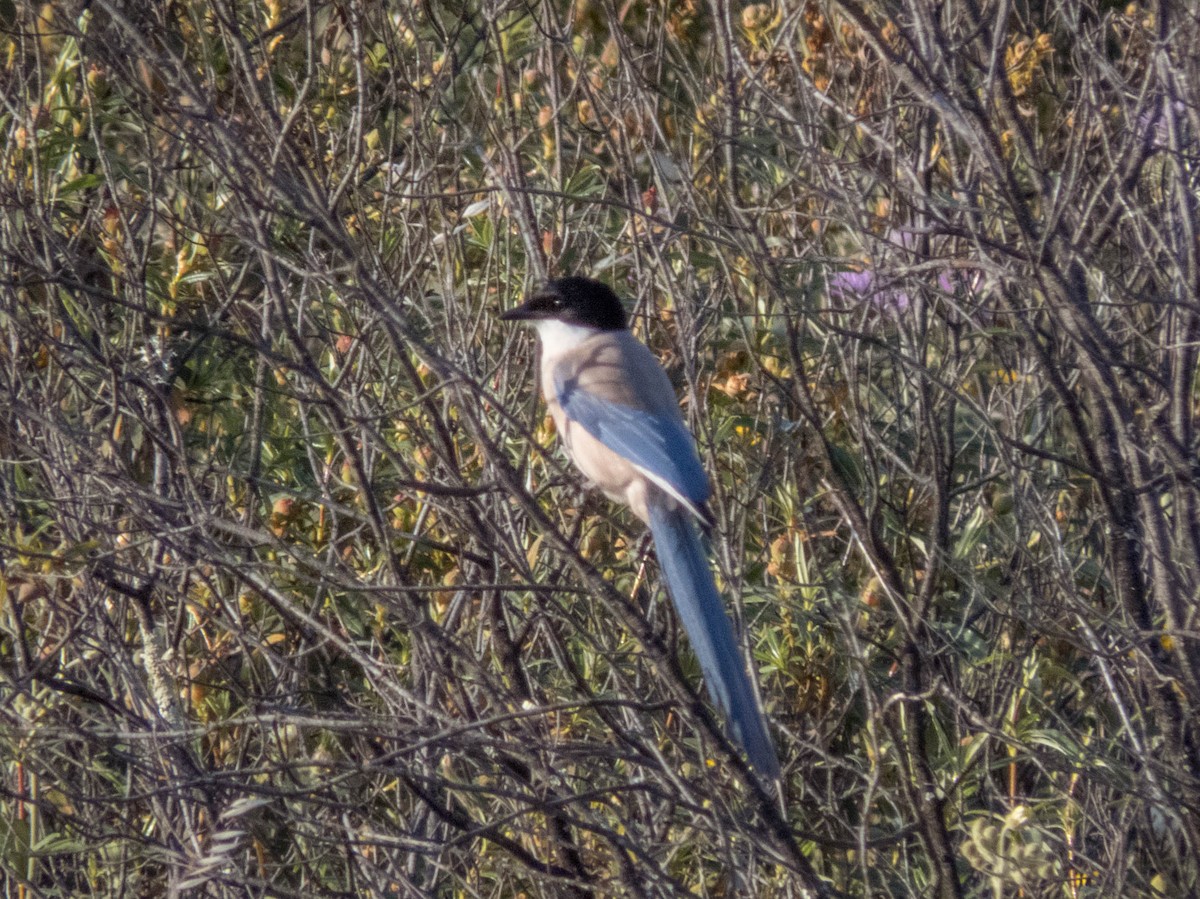 Iberian Magpie - ML619837705