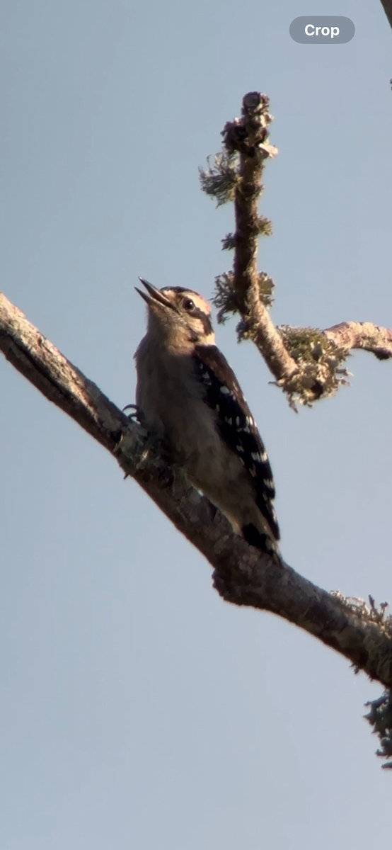Downy Woodpecker - ML619837710