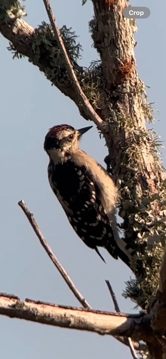Downy Woodpecker - ML619837711