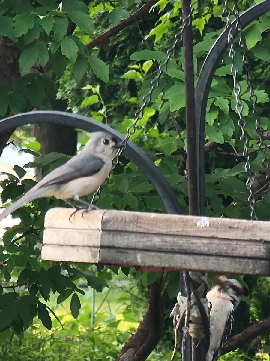 Tufted Titmouse - ML619837713