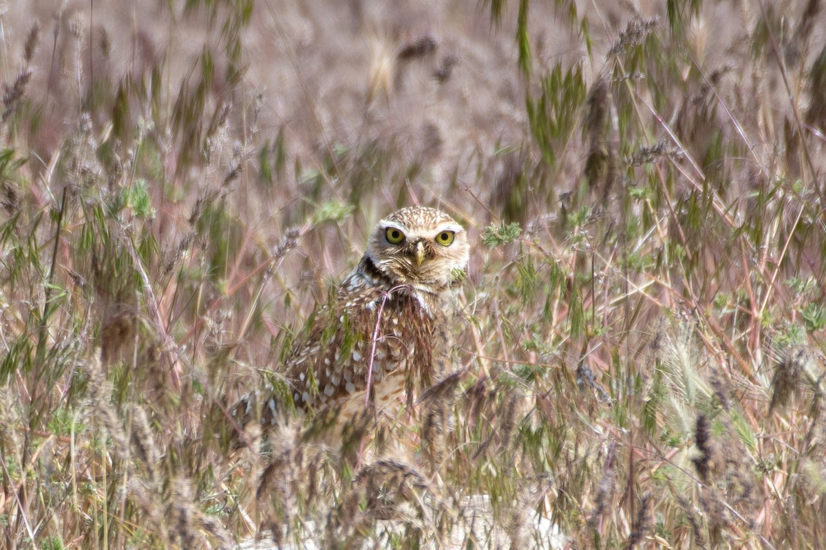 Burrowing Owl - ML619837715