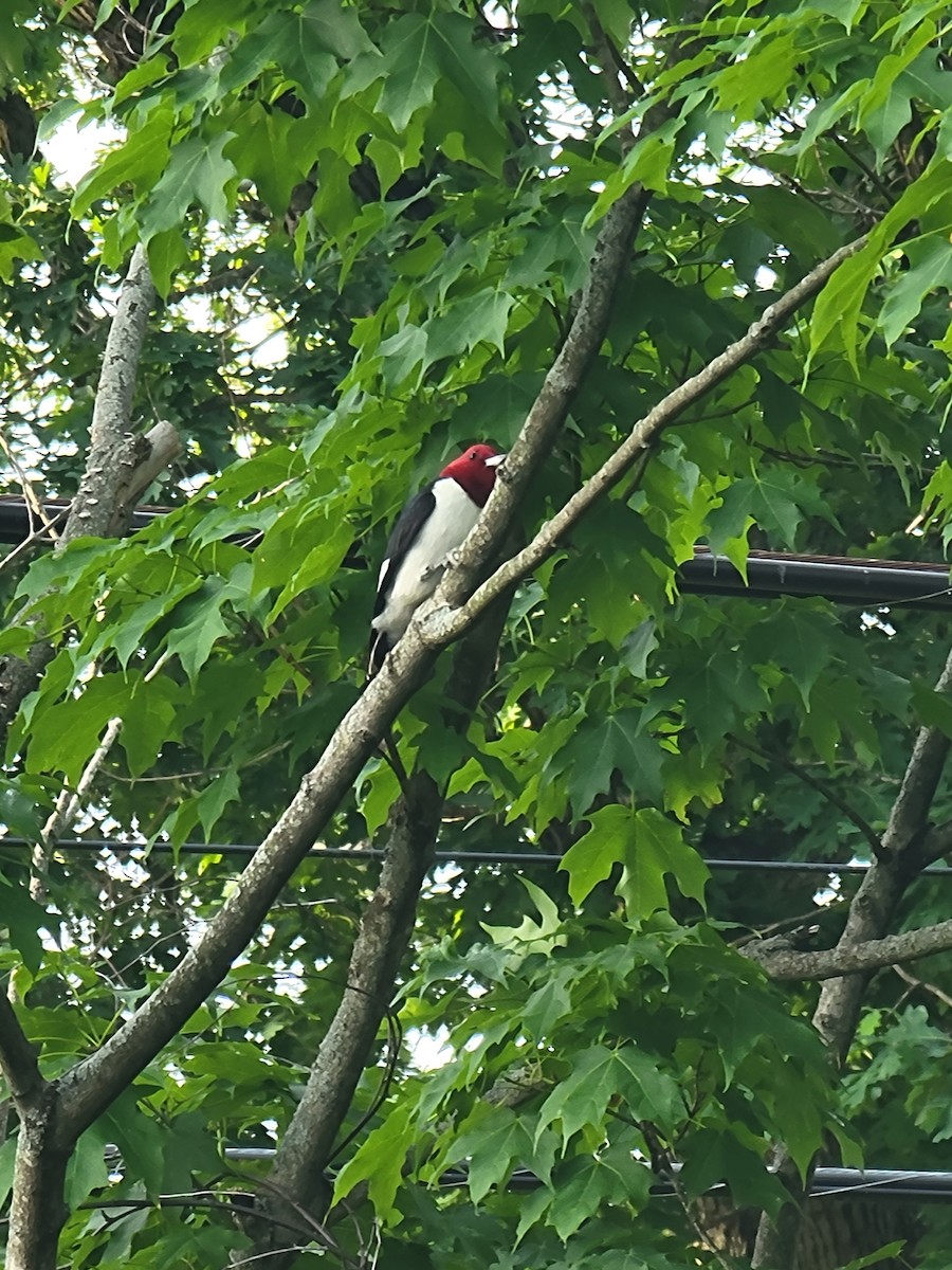 Red-headed Woodpecker - ML619837716