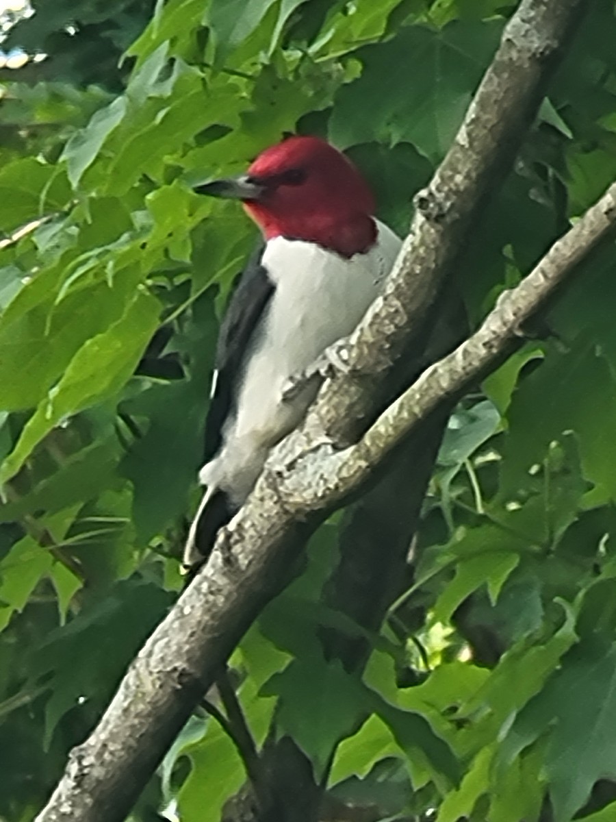Red-headed Woodpecker - ML619837717