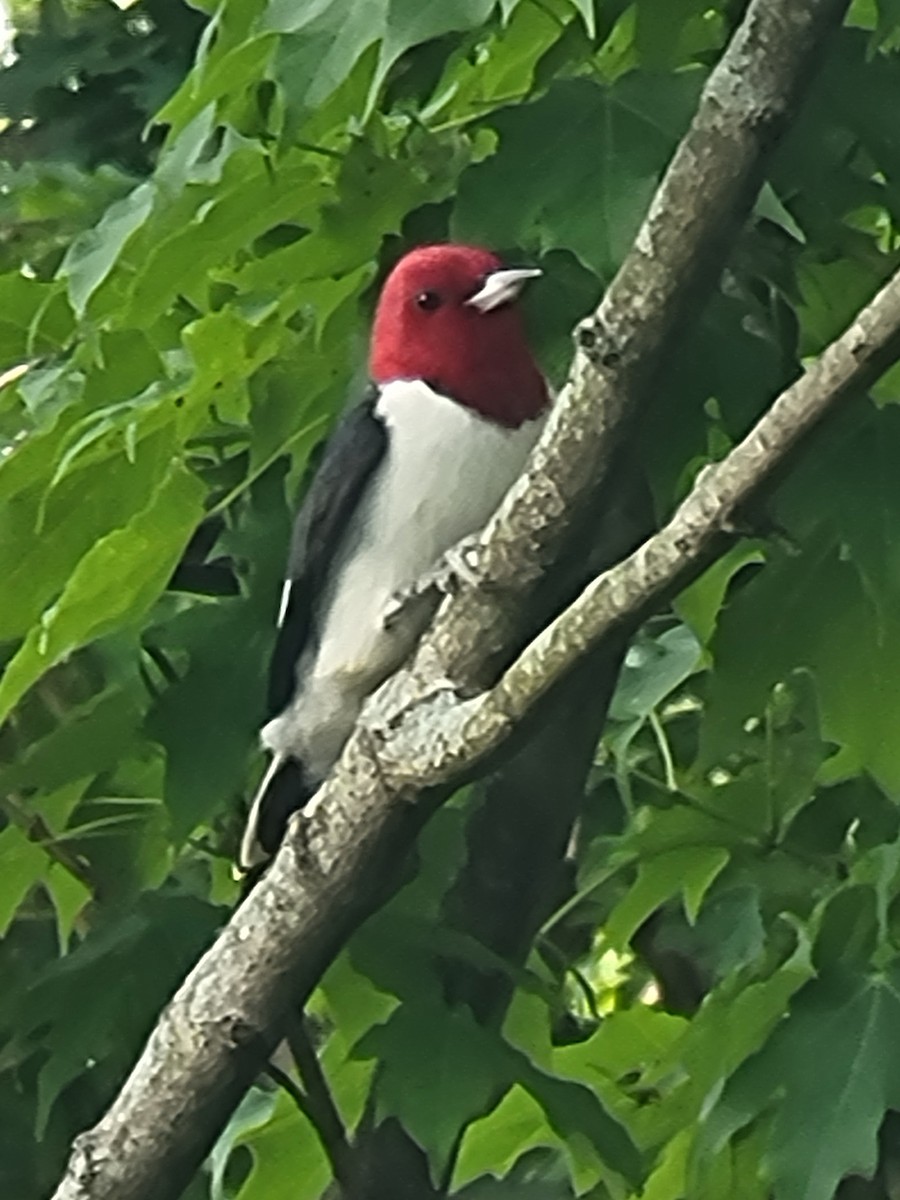 Red-headed Woodpecker - ML619837718