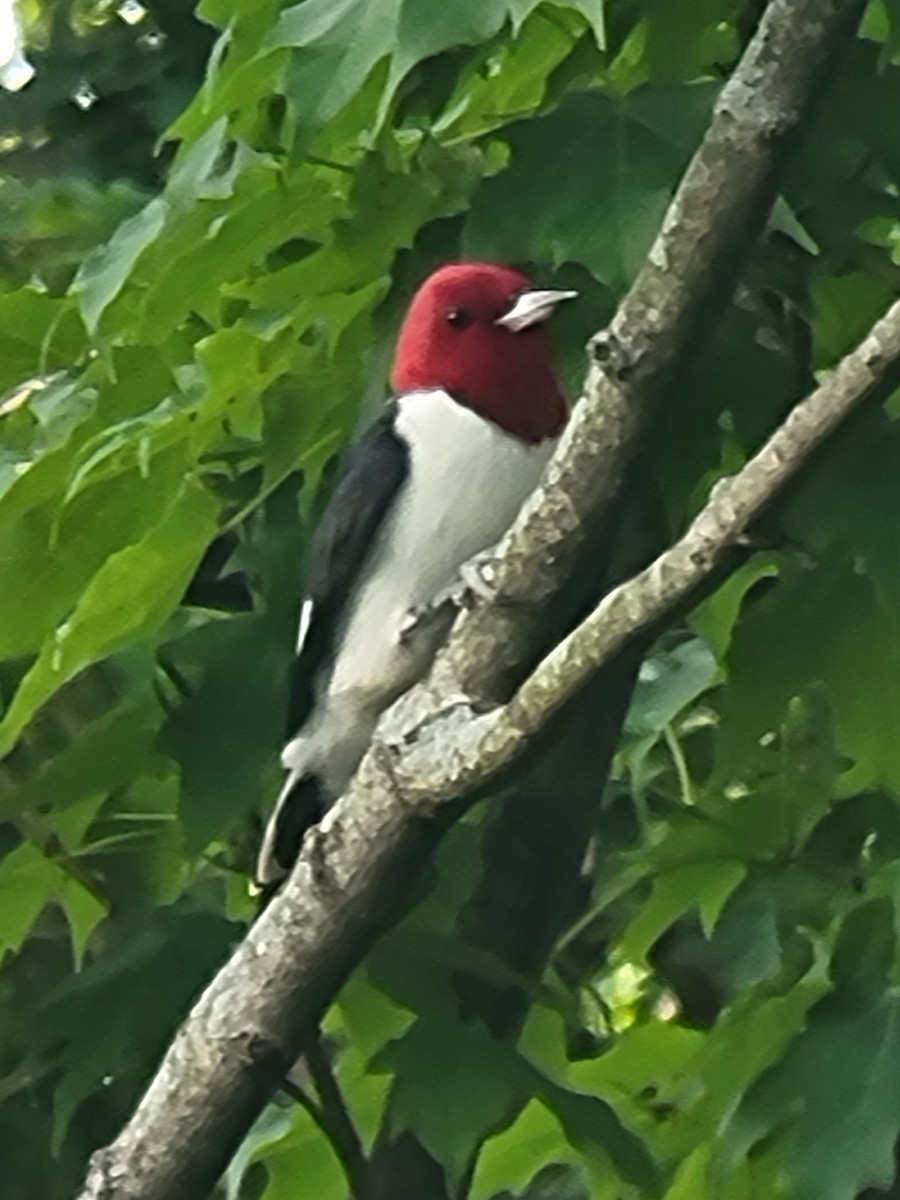 Red-headed Woodpecker - ML619837719