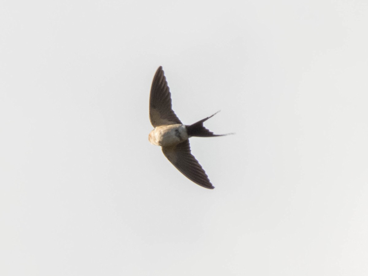 Red-rumped Swallow - ML619837724