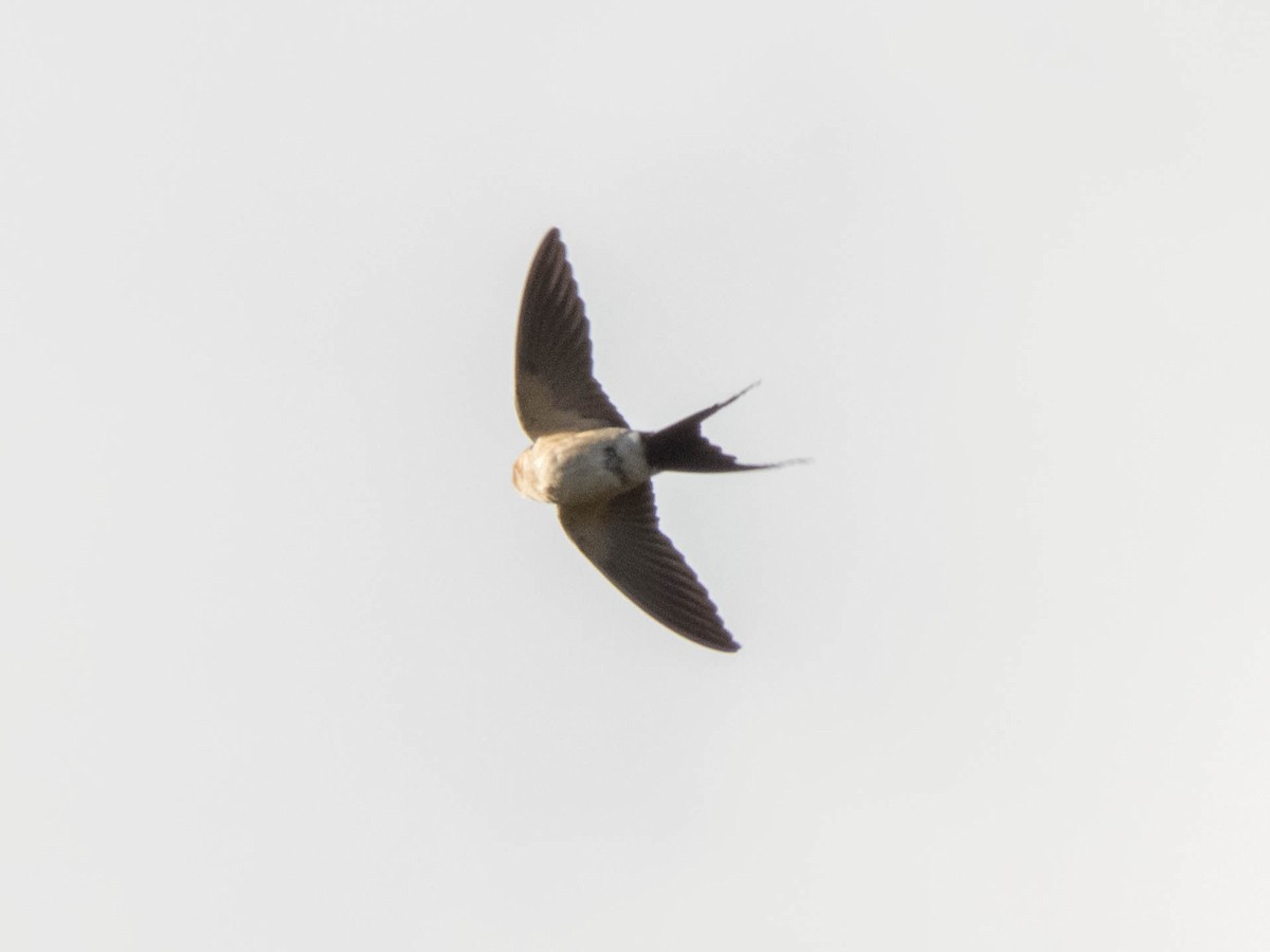 European Red-rumped Swallow - ML619837724