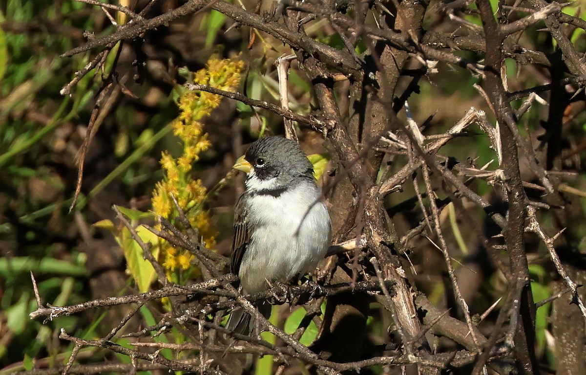 Double-collared Seedeater - ML619837725