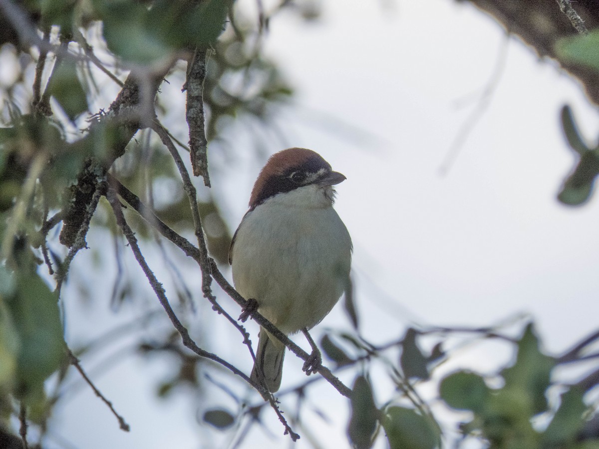 Woodchat Shrike - ML619837728