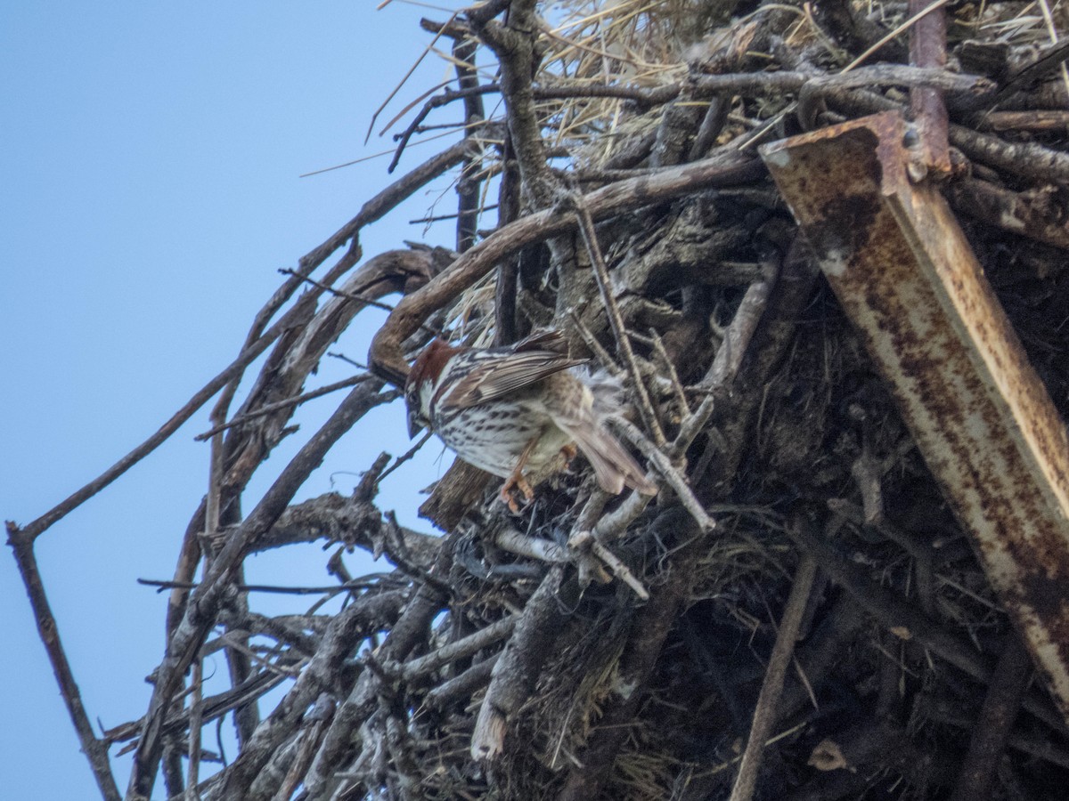 Spanish Sparrow - ML619837734