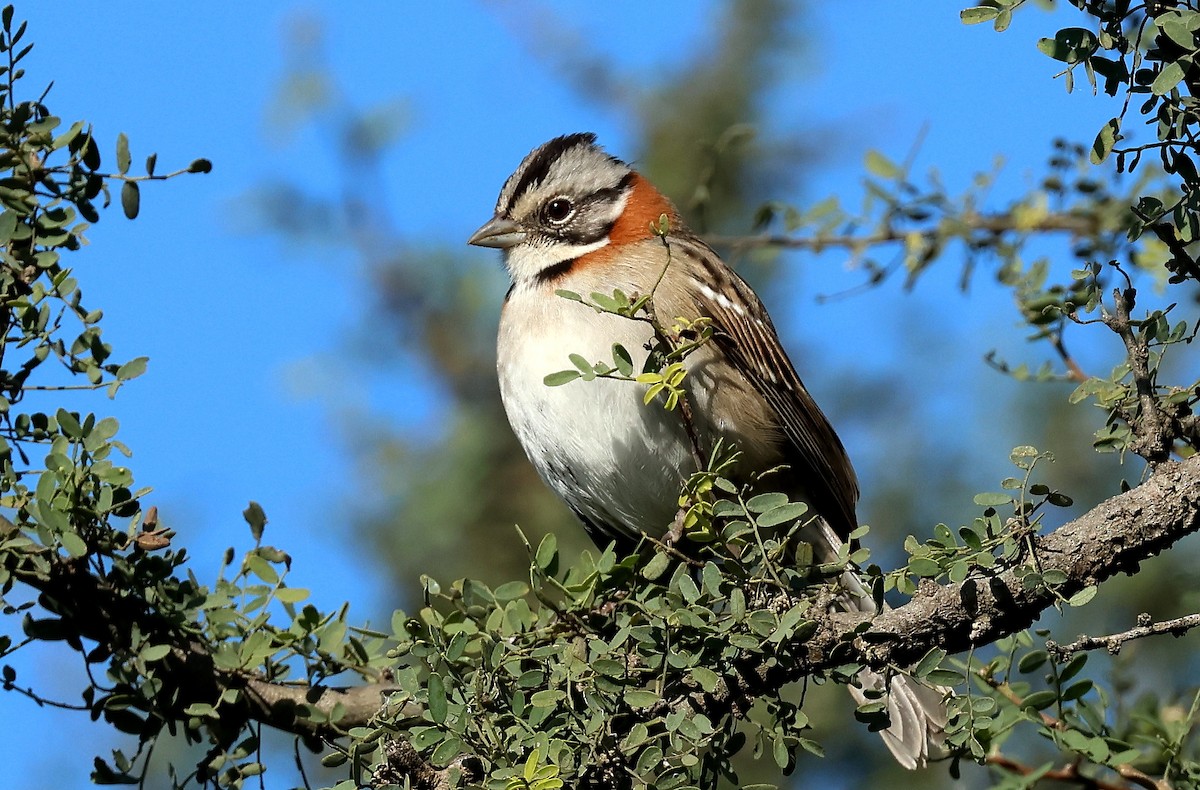 Rufous-collared Sparrow - ML619837772