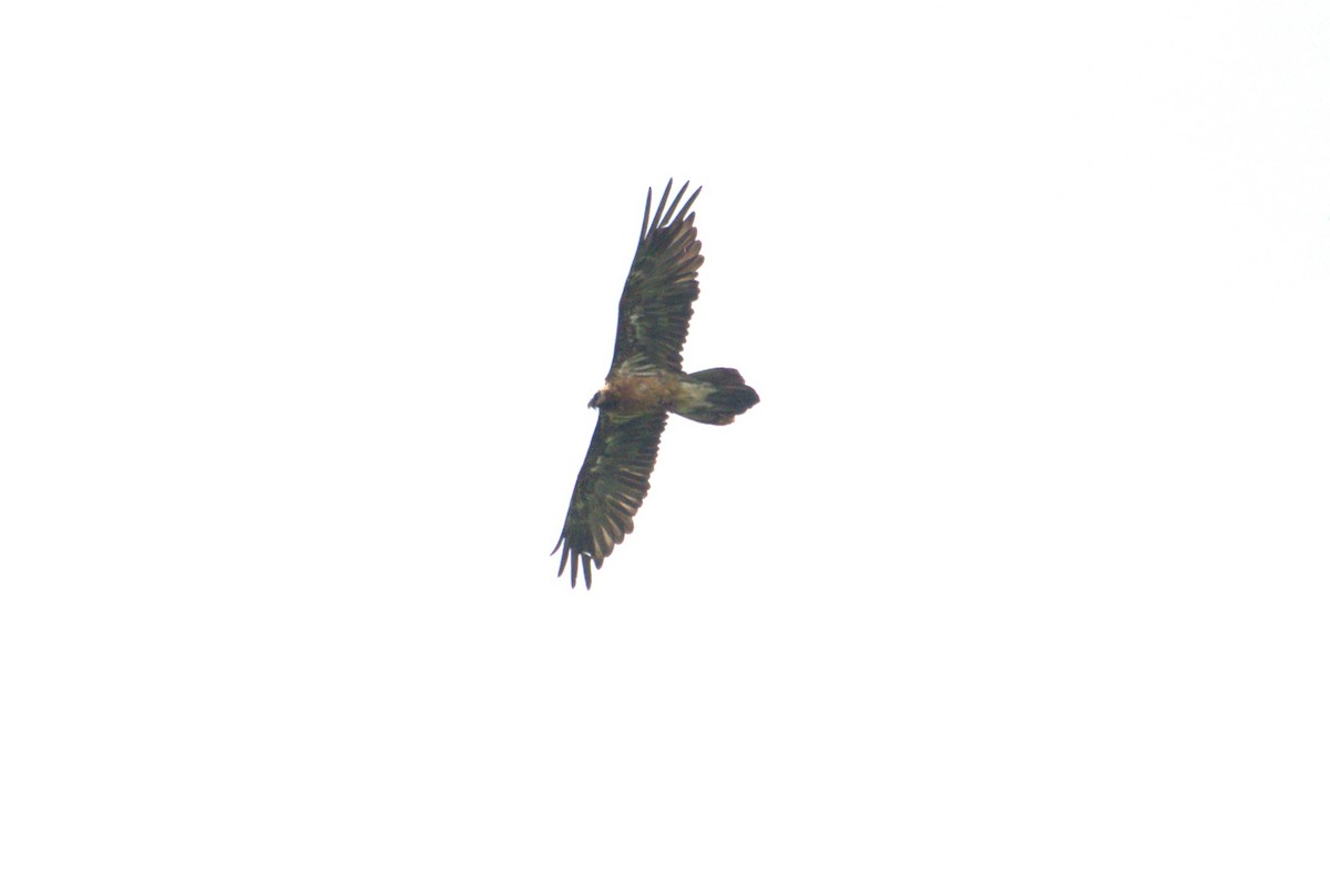 Bearded Vulture - ML619837775
