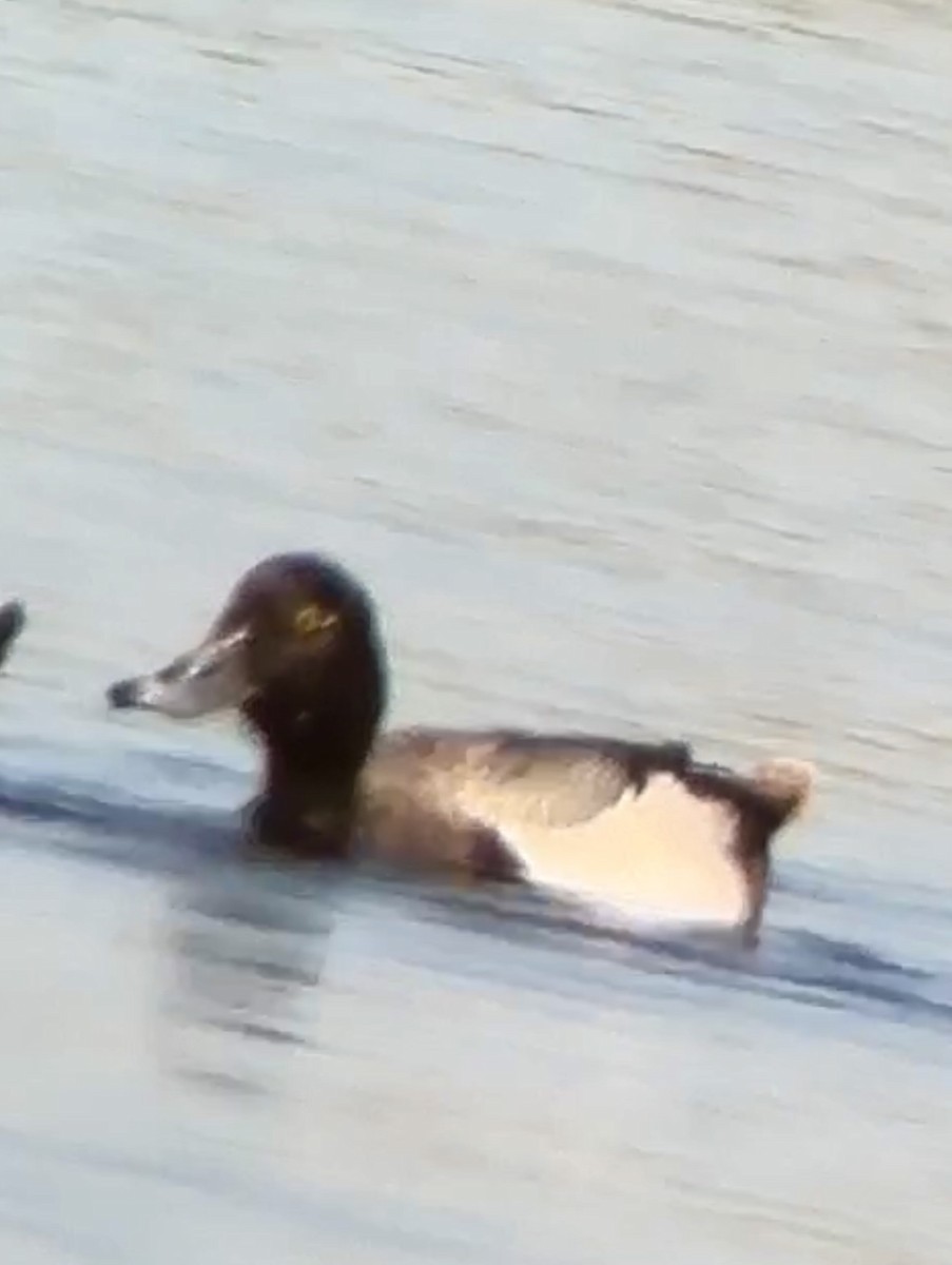 Greater Scaup - ML619837793