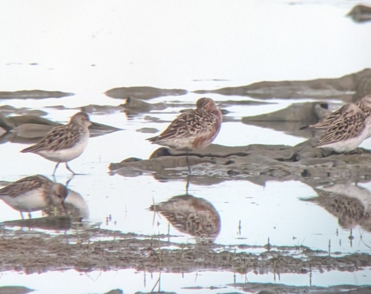 Curlew Sandpiper - ML619837795