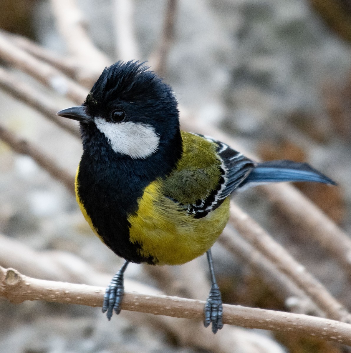 Green-backed Tit - ML619837803
