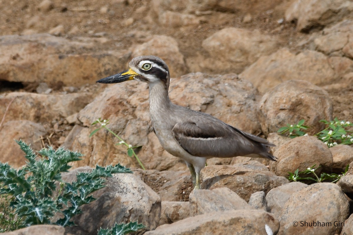 Great Thick-knee - ML619837805