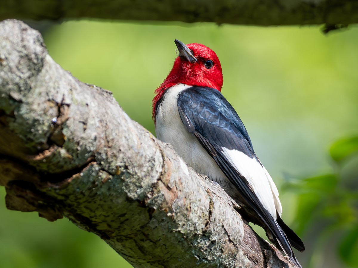 Red-headed Woodpecker - ML619837845