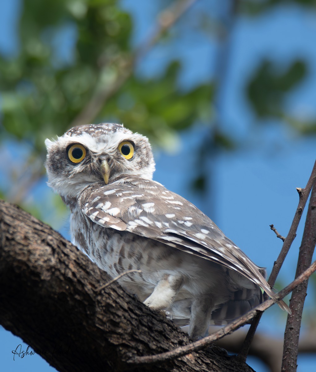 Spotted Owlet - ML619837873