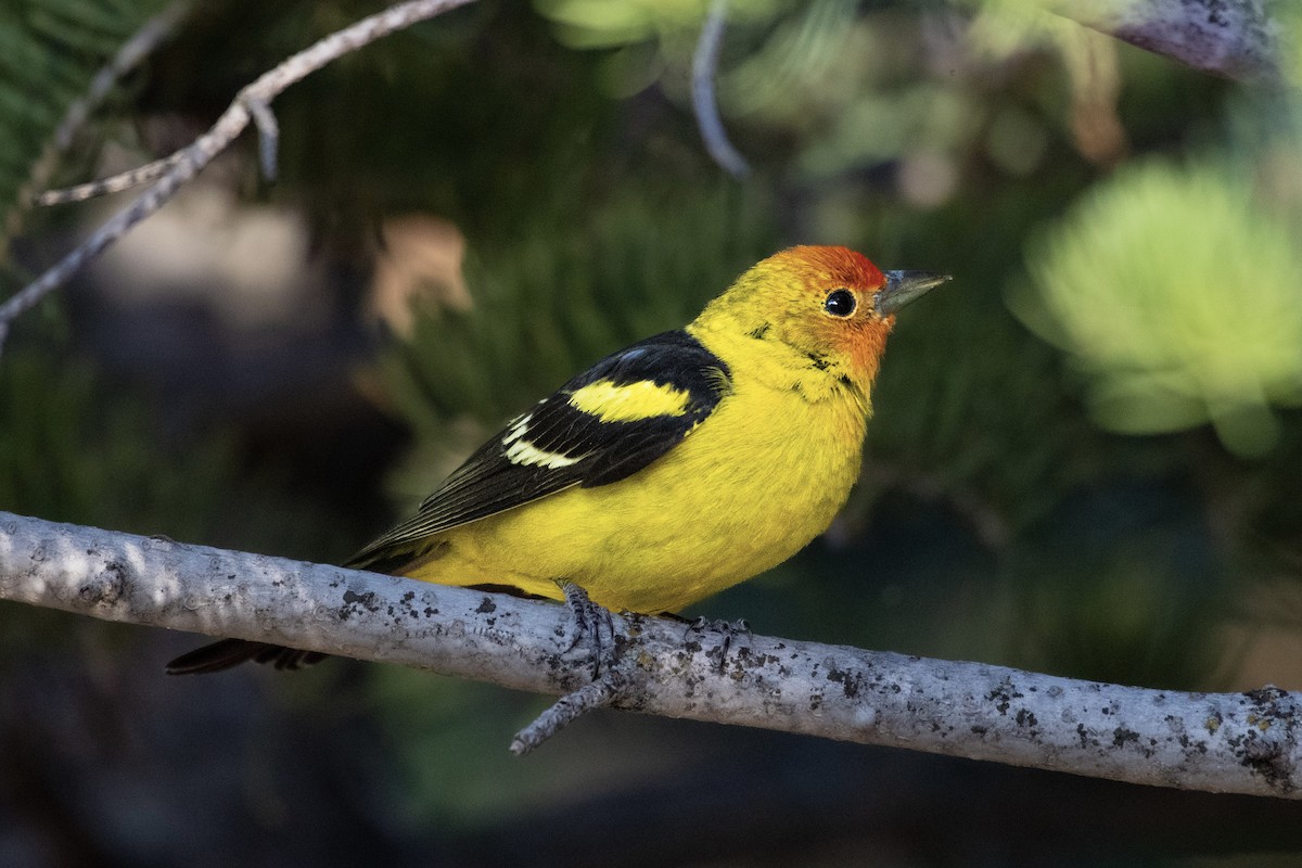 Western Tanager - ML619837903