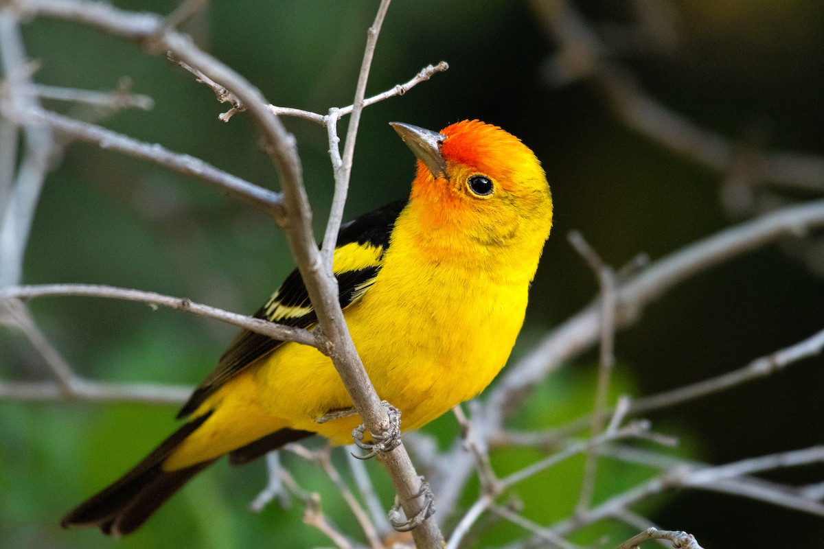 Western Tanager - ML619837905