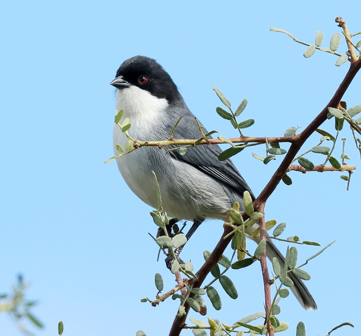 Black-capped Warbling Finch - ML619837908