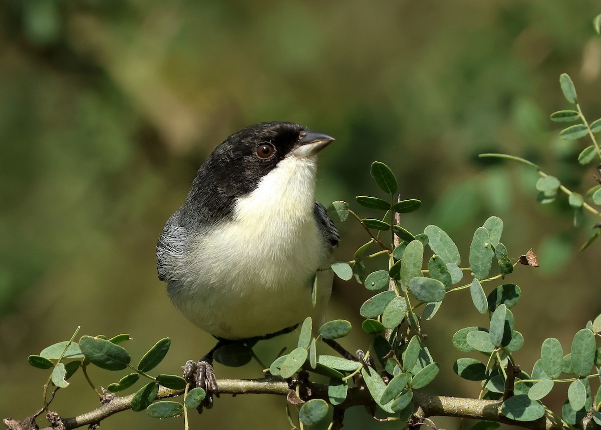 Black-capped Warbling Finch - ML619837912