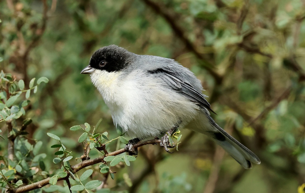 Black-capped Warbling Finch - ML619837913