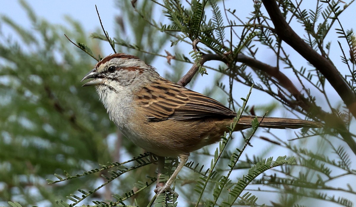 Chaco Sparrow - ML619837922
