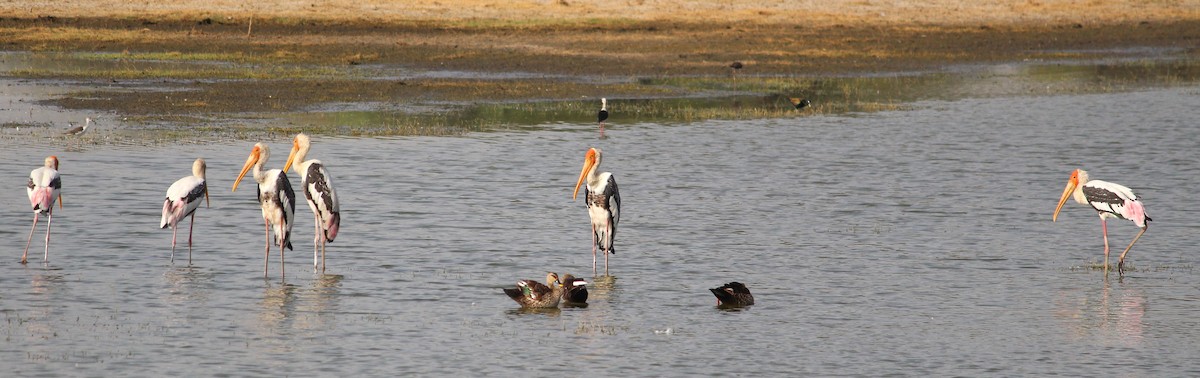 Painted Stork - ML619837923