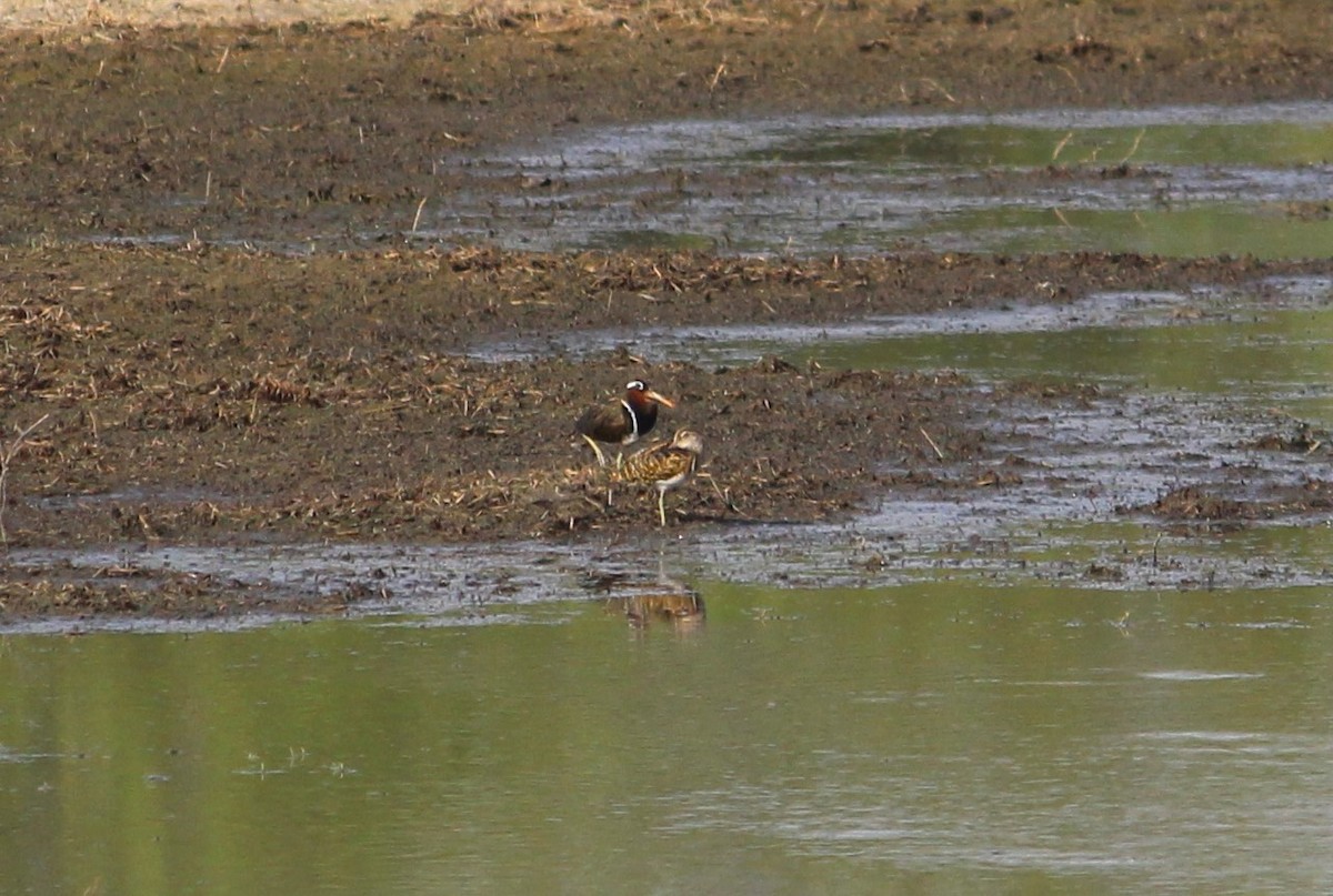 Greater Painted-Snipe - ML619837931
