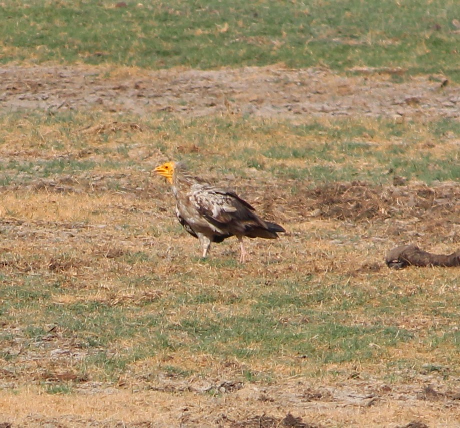 Egyptian Vulture - ML619837939