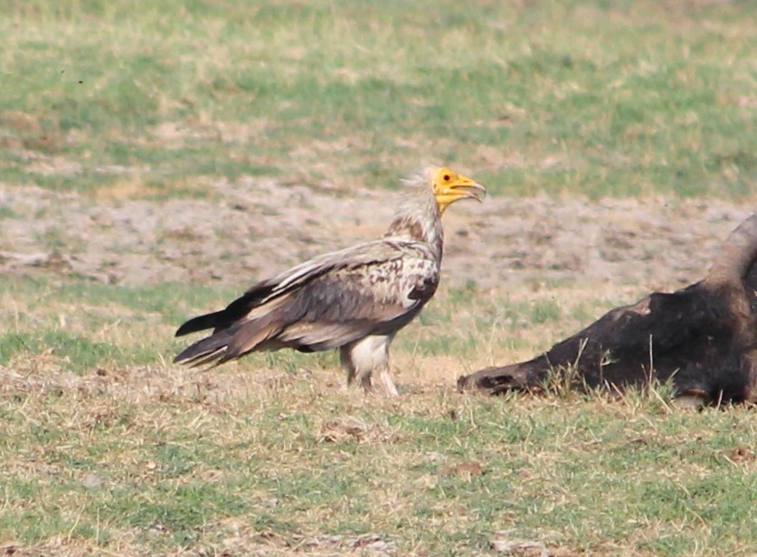 Egyptian Vulture - ML619837944