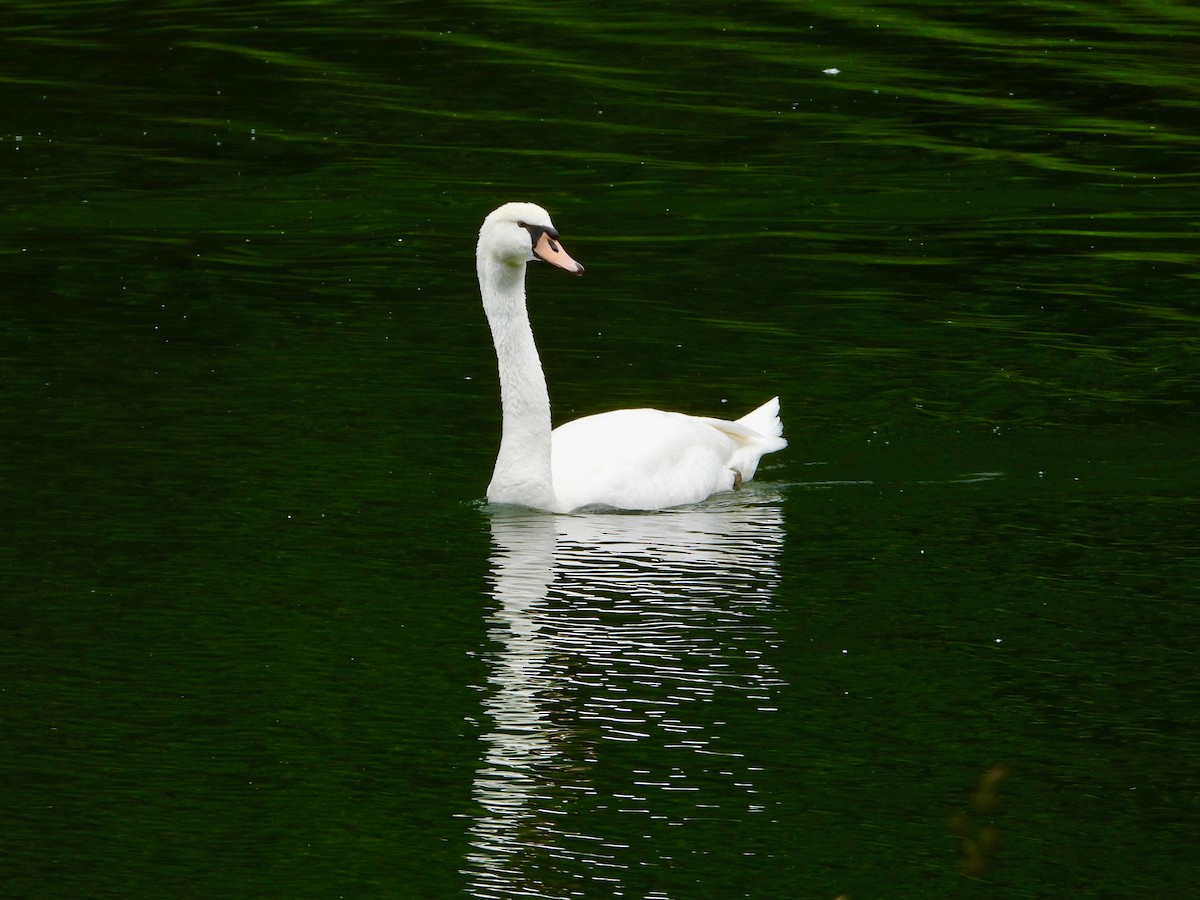 Mute Swan - Andrew Wappat