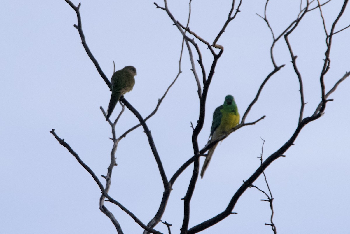 Red-rumped Parrot - ML619837959