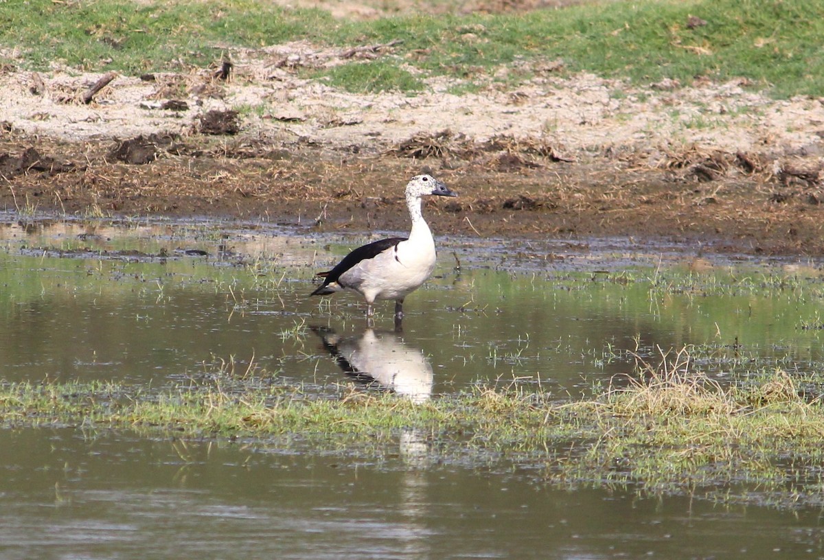 Knob-billed Duck - ML619837963