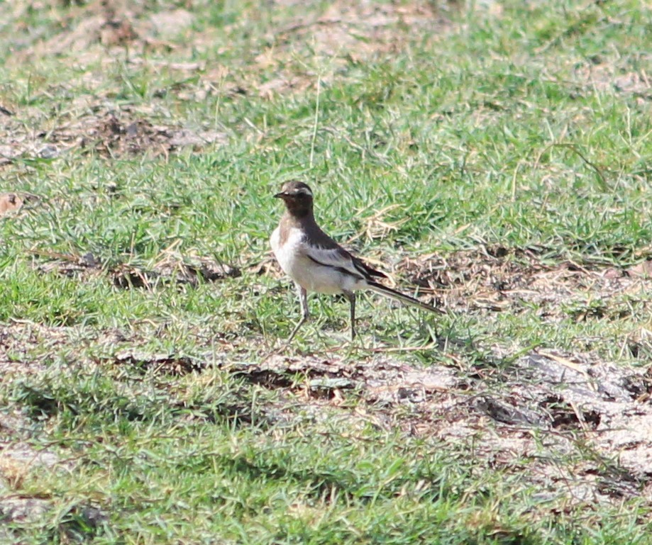 White-browed Wagtail - ML619837988