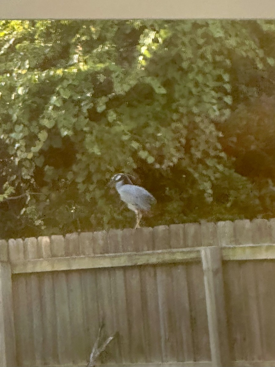 Yellow-crowned Night Heron - ML619837989