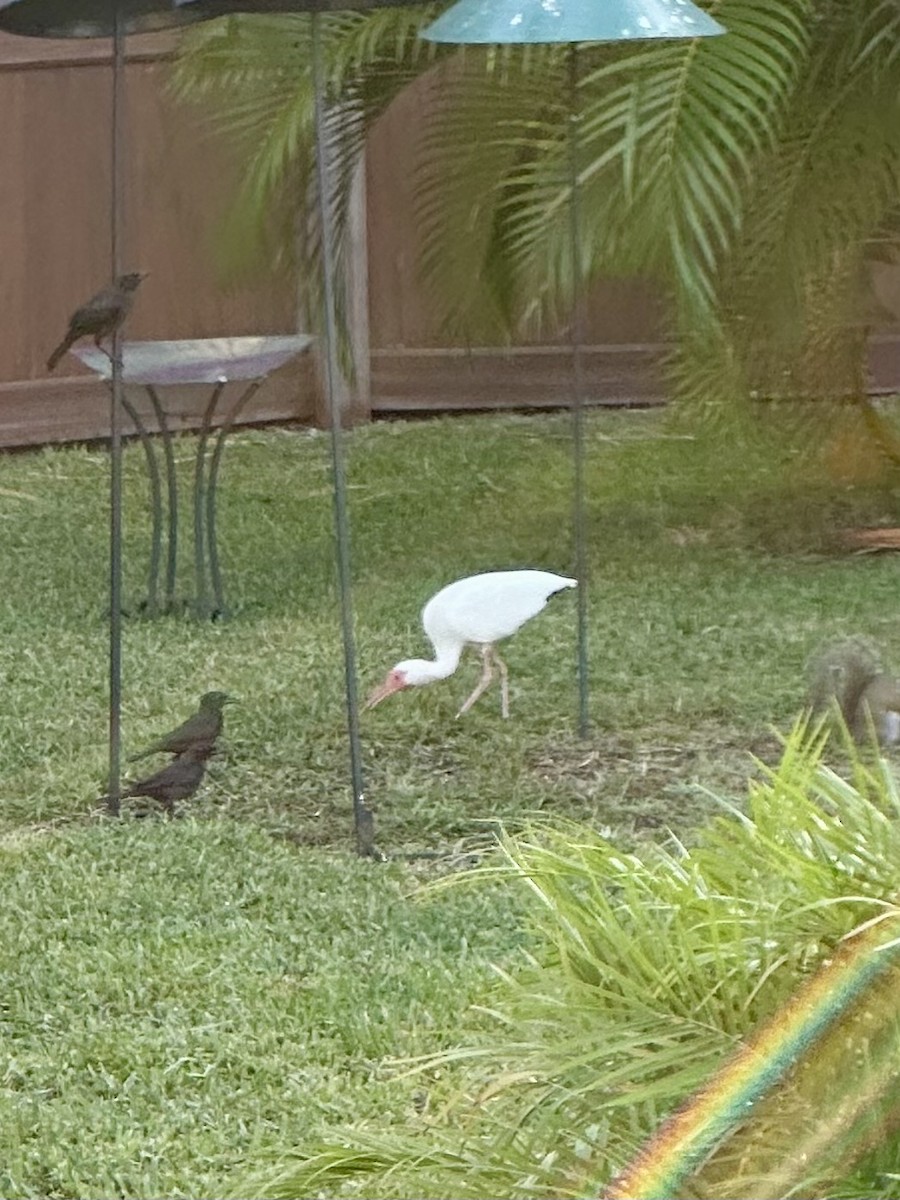 White Ibis - ML619837993