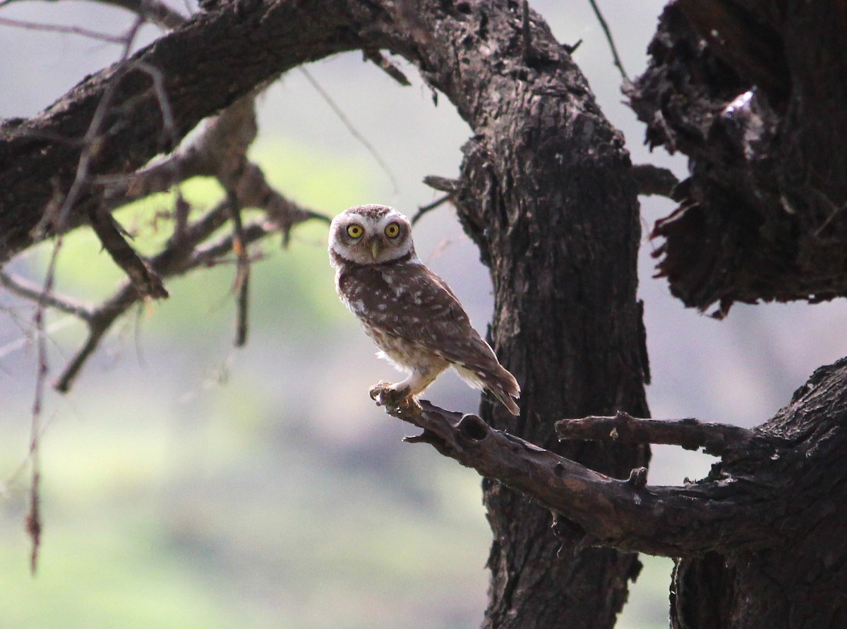 Spotted Owlet - ML619838029